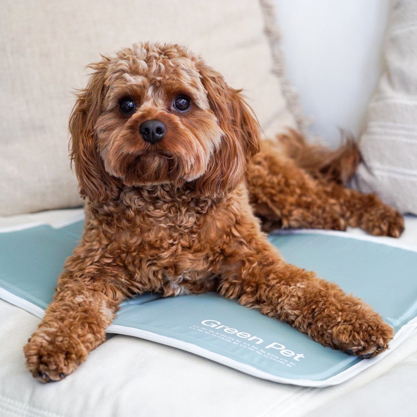 4-Pack Eco-Friendly Dog Pee Pads – Washable, Reusable & Durable Pet Training Mats with Non-Slip Base (Blue)